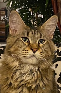 Justcoons L.A Brown tortie