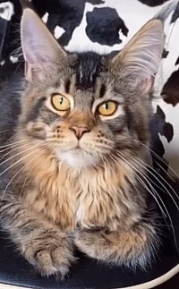 AVA brown ticked tabby