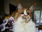 CHATTERIE MAINE COONS OF IRISH TOUCH