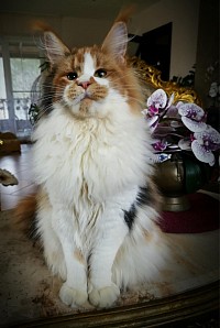 EMILITACOON LANA