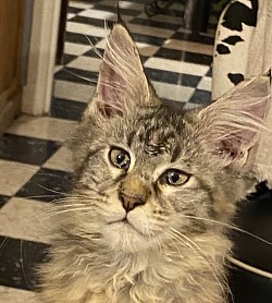 Addison of Irish Touch