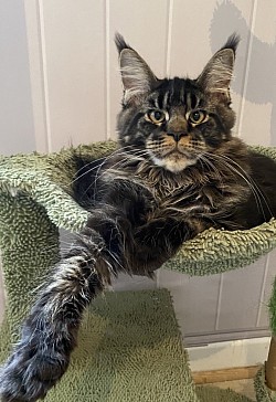 Apple of Irish Touch