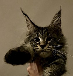 Alabama of Irish Touch