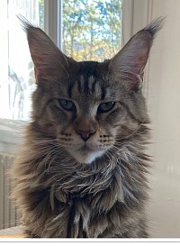 Justcoons L.A Brown tortie