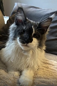 April femelle black smoke et blanche