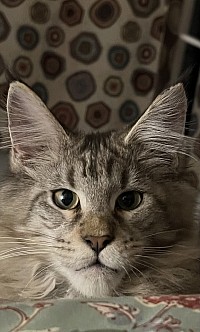 Addison of Irish Touch