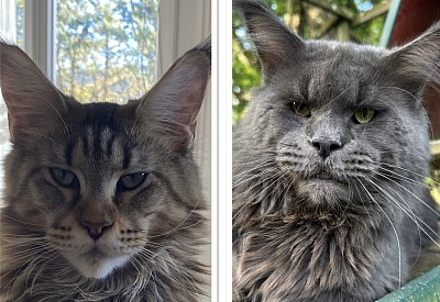 Los Angeles L.A et Tao