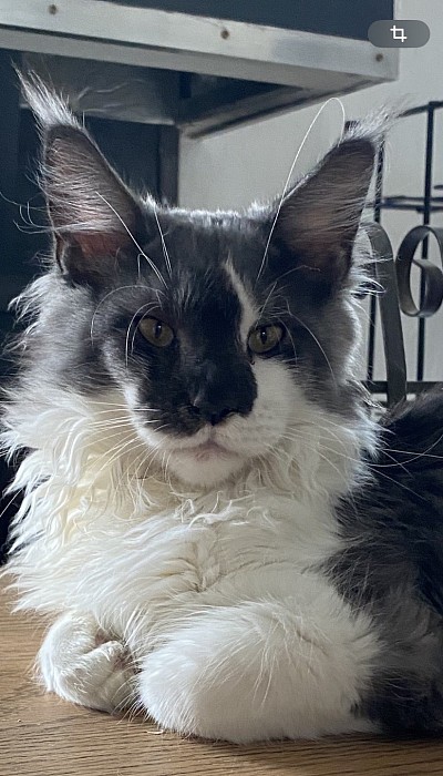 April femelle black smoke et blanche