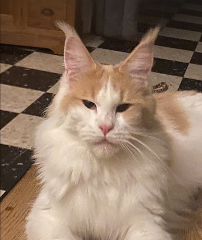 Captain coon cocaine