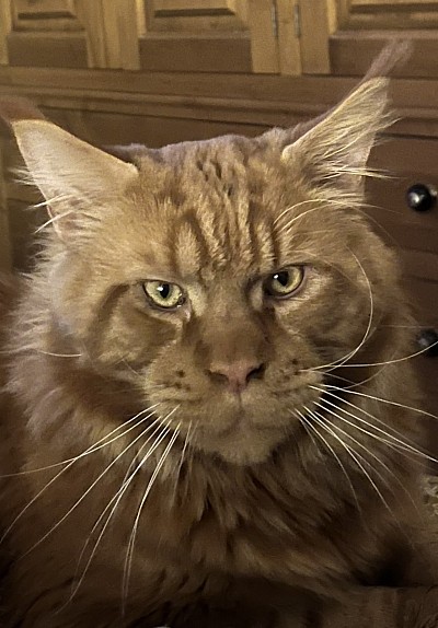 RED BULL (RED SOLID)