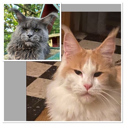Tokio et cocaine