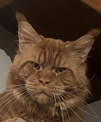 RED BULL (RED SOLID)