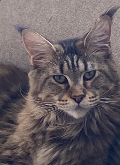 Justcoons L.A Brown tortie