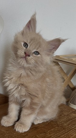 Bruce