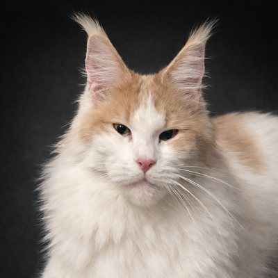 Captain coon cocaine