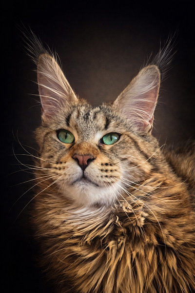 Justcoons L.A Brown tortie