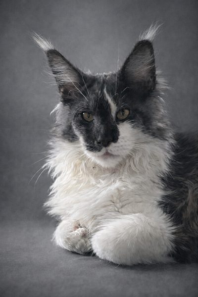 April femelle black smoke et blanche