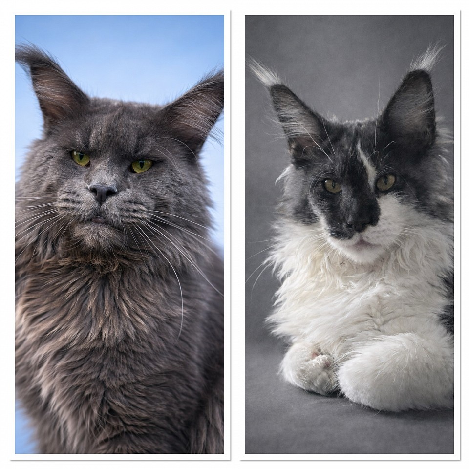 tokio et April