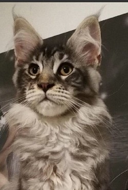 Ramses