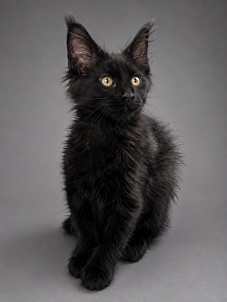 Black pearl